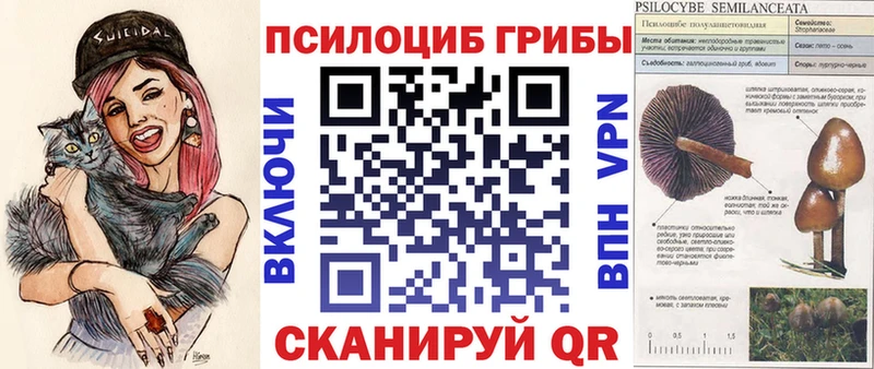Купить закладки  Николаевск-на-Амуре  Псилоцибиновые грибы Psilocybe 